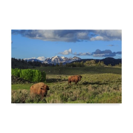 Galloimages Online 'Bison With Mountains' Canvas Art,30x47